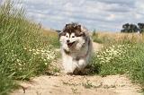 CHIEN FINNOIS DE LAPONIE 066